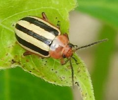 Disonycha leptolineata by (c) saltyhiker, some rights reserved (CC BY). Used under a CC-BY license.