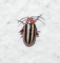 Disonycha leptolineata by (c) Wendy McCrady, some rights reserved (CC BY), uploaded by Wendy McCrady. Used under a CC-BY license.