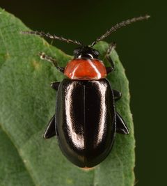 Disonycha xanthomelas by (c) skitterbug, some rights reserved (CC BY), uploaded by skitterbug. Used under a CC-BY license.