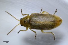 Erynephala by (c) Don Loarie, some rights reserved (CC BY). Used under a CC-BY license.