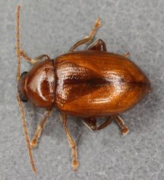 Neocrepidodera ferruginea by (c) Janet Graham, some rights reserved (CC BY). Used under a CC-BY license.