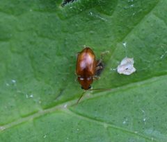 Neocrepidodera by (c) S. Rae, some rights reserved (CC BY). Used under a CC-BY license.
