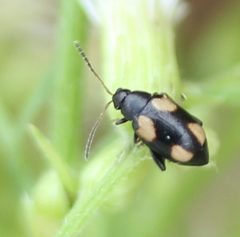 Phyllotreta bipustulata by (c) Even Dankowicz, some rights reserved (CC BY), uploaded by Even Dankowicz. Used under a CC-BY license.