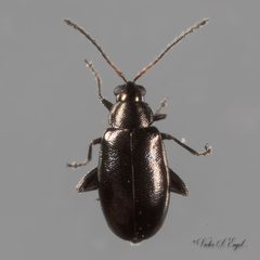 Phyllotreta by (c) Victor Engel, some rights reserved (CC BY), uploaded by Victor Engel. Used under a CC-BY license.