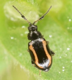 Phyllotreta by (c) skitterbug, some rights reserved (CC BY), uploaded by skitterbug. Used under a CC-BY license.