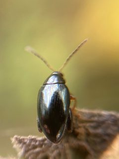 Psylliodes chrysocephala by no rights reserved, uploaded by Peter Gabler. Used under a CC0 license.