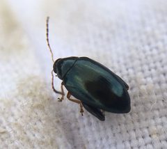 Psylliodes chrysocephala by (c) Paul Cook, some rights reserved (CC BY), uploaded by Paul Cook. Used under a CC-BY license.
