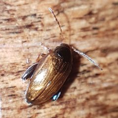 Psylliodes chrysocephala by (c) anasacuta, some rights reserved (CC BY), uploaded by anasacuta. Used under a CC-BY license.