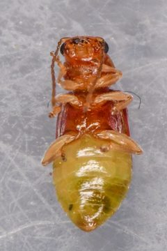Synetocephalus autumnalis by (c) Trevor Van Loon, some rights reserved (CC BY), uploaded by Trevor Van Loon. Used under a CC-BY license.