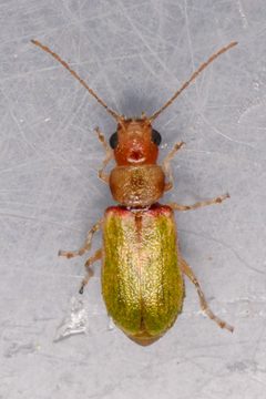 Synetocephalus autumnalis by (c) Trevor Van Loon, some rights reserved (CC BY), uploaded by Trevor Van Loon. Used under a CC-BY license.