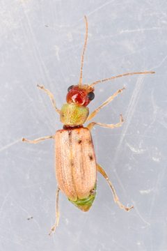 Synetocephalus autumnalis by (c) Trevor Van Loon, some rights reserved (CC BY), uploaded by Trevor Van Loon. Used under a CC-BY license.