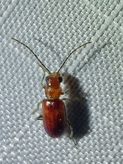 Synetocephalus autumnalis by (c) Casey H. Richart, some rights reserved (CC BY), uploaded by Casey H. Richart. Used under a CC-BY license.
