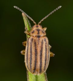 Ophraella sexvittata by (c) skitterbug, some rights reserved (CC BY), uploaded by skitterbug. Used under a CC-BY license.