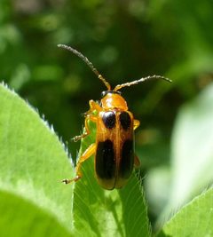 Phyllobrotica decorata by (c) christine123, some rights reserved (CC BY), uploaded by christine123. Used under a CC-BY license.