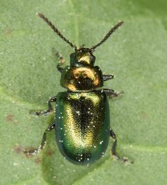 Gastrophysa cyanea by (c) skitterbug, some rights reserved (CC BY), uploaded by skitterbug. Used under a CC-BY license.