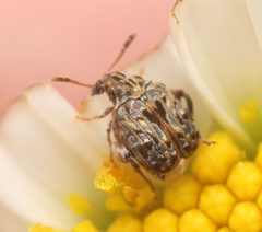 Gibbobruchus mimus by (c) Zachary Dankowicz, some rights reserved (CC BY), uploaded by Zachary Dankowicz. Used under a CC-BY license.