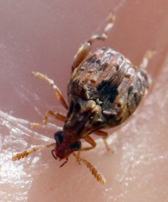 Gibbobruchus mimus by (c) Catherine C. Galley, some rights reserved (CC BY), uploaded by Catherine C. Galley. Used under a CC-BY license.