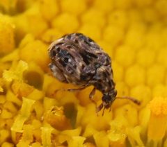 Gibbobruchus mimus by (c) Even Dankowicz, some rights reserved (CC BY), uploaded by Even Dankowicz. Used under a CC-BY license.