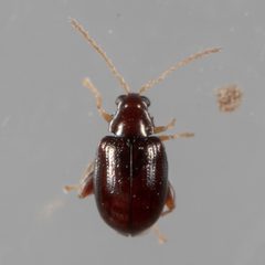 Glyptina brunnea by (c) Victor Engel, some rights reserved (CC BY), uploaded by Victor Engel. Used under a CC-BY license.