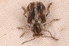 Glyptoscelis illustris by (c) Trevor Van Loon, some rights reserved (CC BY), uploaded by Trevor Van Loon. Used under a CC-BY license.
