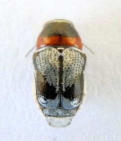 Griburius montezuma by (c) jimeckert49, some rights reserved (CC BY). Used under a CC-BY license.