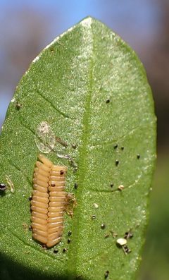Agasicles hygrophila by (c) mfeaver, some rights reserved (CC BY), uploaded by mfeaver. Used under a CC-BY license.