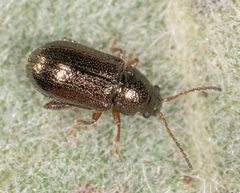 Hemiglyptus basalis by no rights reserved, uploaded by Jesse Rorabaugh. Used under a CC0 license.