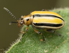 Lema daturaphila by no rights reserved, uploaded by Jesse Rorabaugh. Used under a CC0 license.