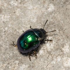 Leptinotarsa haldemani by (c) Justin Williams, some rights reserved (CC BY), uploaded by Justin Williams. Used under a CC-BY license.