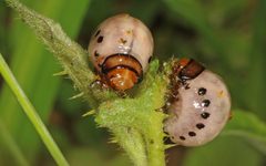 Leptinotarsa juncta by (c) Judy Gallagher, some rights reserved (CC BY). Used under a CC-BY license.