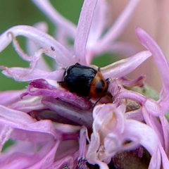 Lexiphanes teapensis by (c) Chet Burrier, some rights reserved (CC BY), uploaded by Chet Burrier. Used under a CC-BY license.