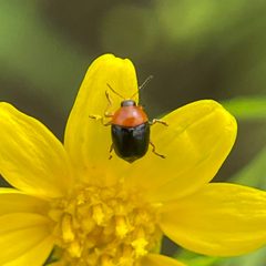 Lexiphanes teapensis by (c) Chet Burrier, some rights reserved (CC BY), uploaded by Chet Burrier. Used under a CC-BY license.