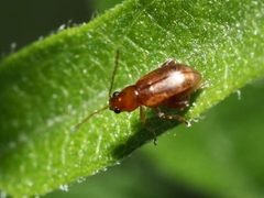 Longitarsus arenaceus by (c) Izabella Farr, some rights reserved (CC BY), uploaded by Izabella Farr. Used under a CC-BY license.