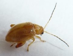Longitarsus jacobaeae by (c) Callan Bird, some rights reserved (CC BY), uploaded by Callan Bird. Used under a CC-BY license.