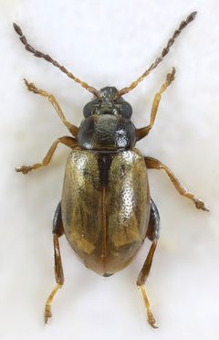 Longitarsus pratensis by (c) janet graham, some rights reserved (CC BY). Used under a CC-BY license.