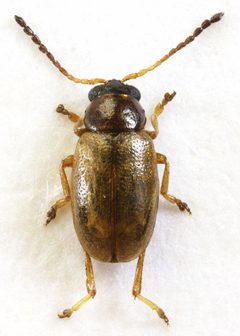 Longitarsus pratensis by (c) janet graham, some rights reserved (CC BY). Used under a CC-BY license.