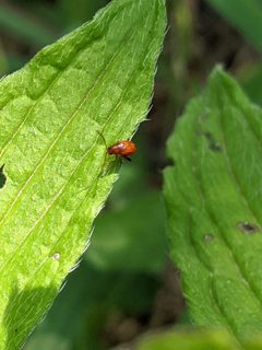 Longitarsus subrufus by (c) Alison Northup, some rights reserved (CC BY), uploaded by Alison Northup. Used under a CC-BY license.