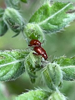 Longitarsus subrufus by no rights reserved, uploaded by Evelyn Peden 🏳️‍⚧️. Used under a CC0 license.