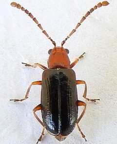 Luperosoma subsulcatum by (c) jimeckert49, some rights reserved (CC BY). Used under a CC-BY license.