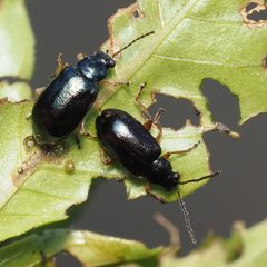 Lysathia ludoviciana by (c) Russell Pfau, some rights reserved (CC BY), uploaded by Russell Pfau. Used under a CC-BY license.