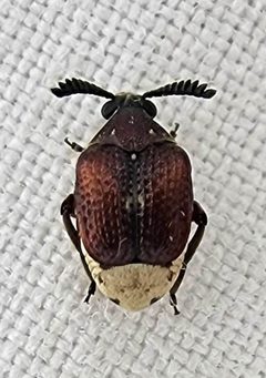 Megacerus coryphae by (c) Alexis Smith, some rights reserved (CC BY), uploaded by Alexis Smith. Used under a CC-BY license.