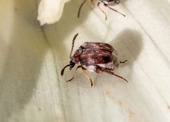 Megacerus impiger by (c) Zack Abbey, some rights reserved (CC BY), uploaded by Zack Abbey. Used under a CC-BY license.