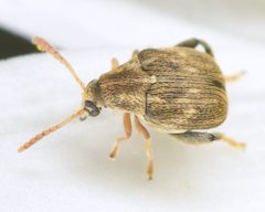 Meibomeus by (c) skitterbug, some rights reserved (CC BY), uploaded by skitterbug. Used under a CC-BY license.