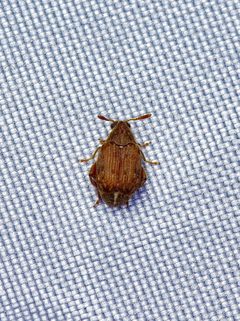 Merobruchus insolitus by (c) Michelle W. （鍾偉瑋）, some rights reserved (CC BY), uploaded by Michelle W. （鍾偉瑋）. Used under a CC-BY license.