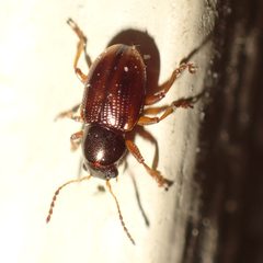 Metachroma longicolle by (c) dhasdf, some rights reserved (CC BY). Used under a CC-BY license.