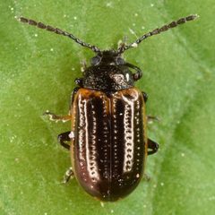 Microtheca ochroloma by (c) skitterbug, some rights reserved (CC BY), uploaded by skitterbug. Used under a CC-BY license.