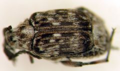 Neltumius by (c) Jason Eckberg, some rights reserved (CC BY), uploaded by Jason Eckberg. Used under a CC-BY license.