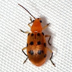 Neobrotica pluristicta by (c) Sue Carnahan, some rights reserved (CC BY), uploaded by Sue Carnahan. Used under a CC-BY license.