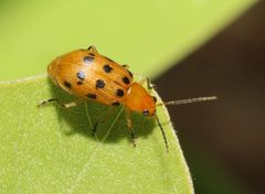Neobrotica pluristicta by (c) Lon Brehmer, some rights reserved (CC BY), uploaded by Lon Brehmer. Used under a CC-BY license.