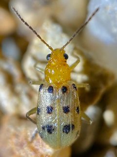 Neobrotica pluristicta by (c) Sue Carnahan, some rights reserved (CC BY), uploaded by Sue Carnahan. Used under a CC-BY license.